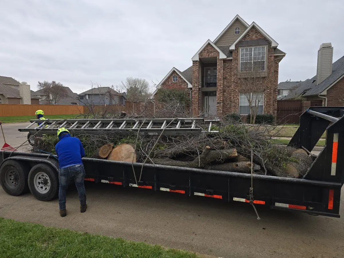 Expert Tree Fertilization with proper safety equipment in Newcastle